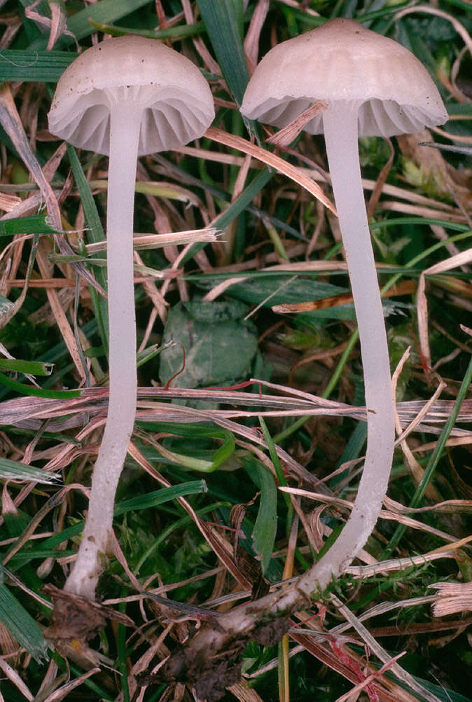 Image of Hemimycena mairei (E.-J. Gilbert) Singer 1943