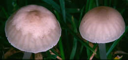 Image of Hemimycena mairei (E.-J. Gilbert) Singer 1943