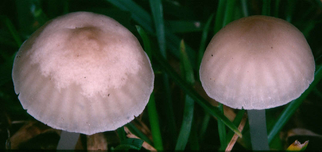 Image of Hemimycena mairei (E.-J. Gilbert) Singer 1943