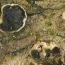 Image of Bionectria ralfsii