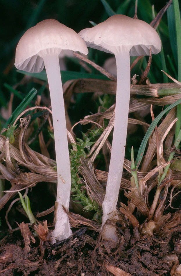 Image of Hemimycena mairei (E.-J. Gilbert) Singer 1943