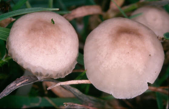 Image of Hemimycena mairei (E.-J. Gilbert) Singer 1943