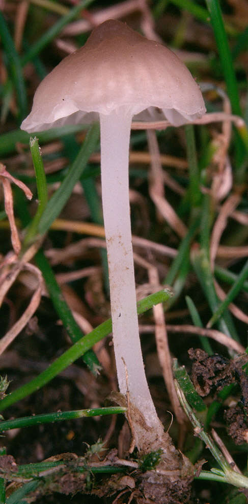 Image of Hemimycena mairei (E.-J. Gilbert) Singer 1943