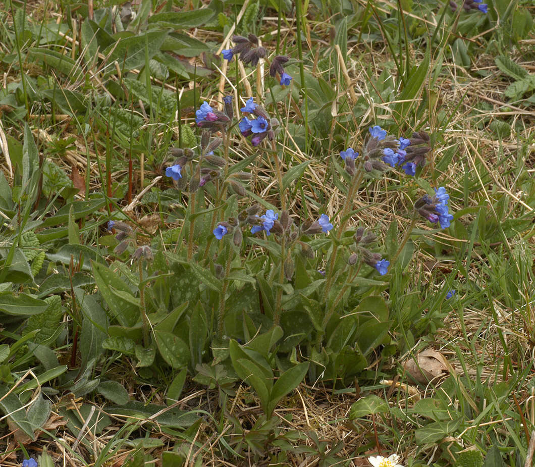 Plancia ëd Pulmonaria longifolia (Bast.) Boreau