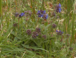 Plancia ëd Pulmonaria longifolia (Bast.) Boreau