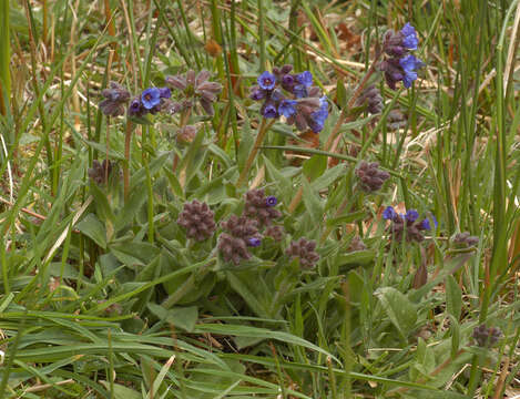 Image of Pulmonaria longifolia (Bast.) Boreau