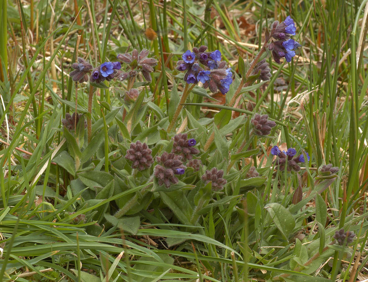 Plancia ëd Pulmonaria longifolia (Bast.) Boreau