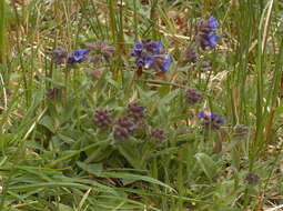 Plancia ëd Pulmonaria longifolia (Bast.) Boreau