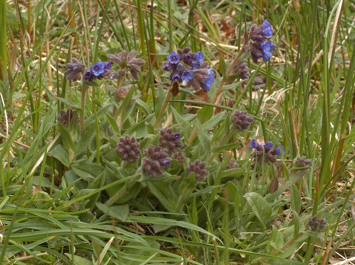 Plancia ëd Pulmonaria longifolia (Bast.) Boreau