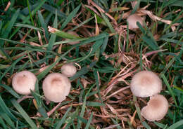 Image of Hemimycena mairei (E.-J. Gilbert) Singer 1943