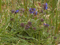 Plancia ëd Pulmonaria longifolia (Bast.) Boreau