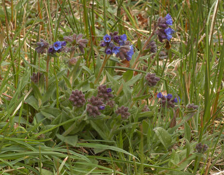 Image of Pulmonaria longifolia (Bast.) Boreau