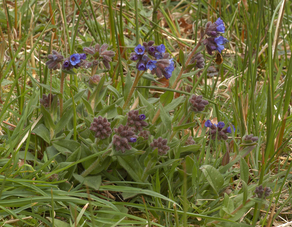 Plancia ëd Pulmonaria longifolia (Bast.) Boreau