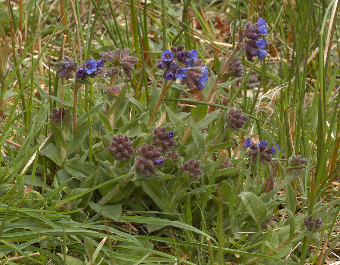 Plancia ëd Pulmonaria longifolia (Bast.) Boreau