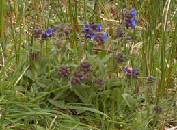 Plancia ëd Pulmonaria longifolia (Bast.) Boreau