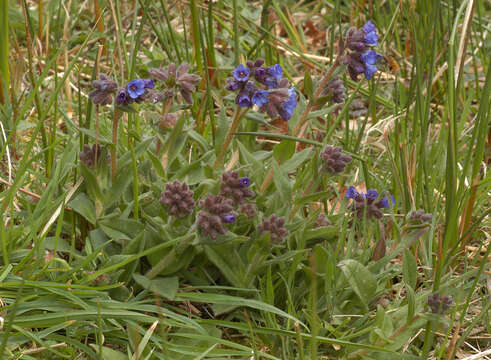 Plancia ëd Pulmonaria longifolia (Bast.) Boreau