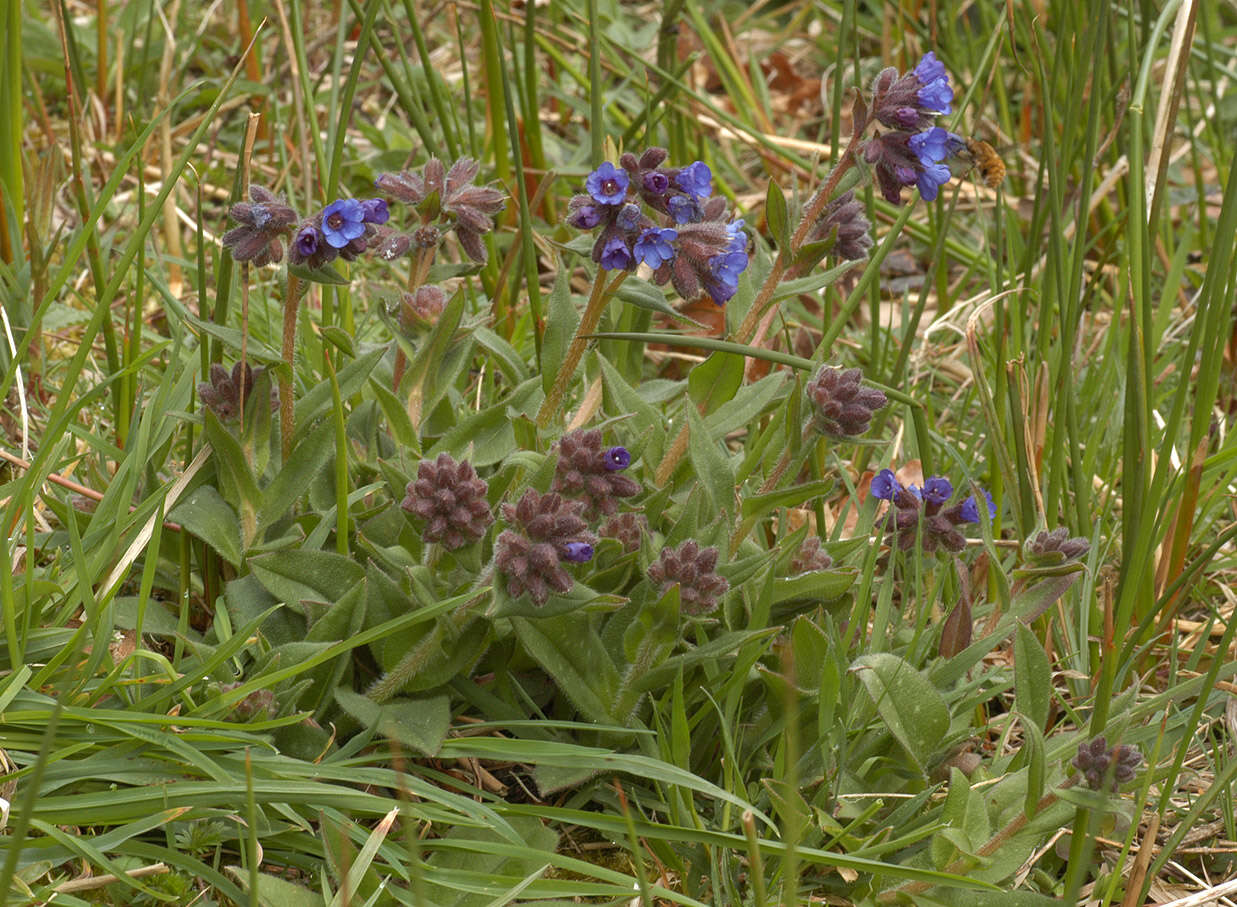 Plancia ëd Pulmonaria longifolia (Bast.) Boreau