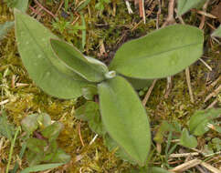 Plancia ëd Pulmonaria longifolia (Bast.) Boreau