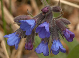 Plancia ëd Pulmonaria longifolia (Bast.) Boreau