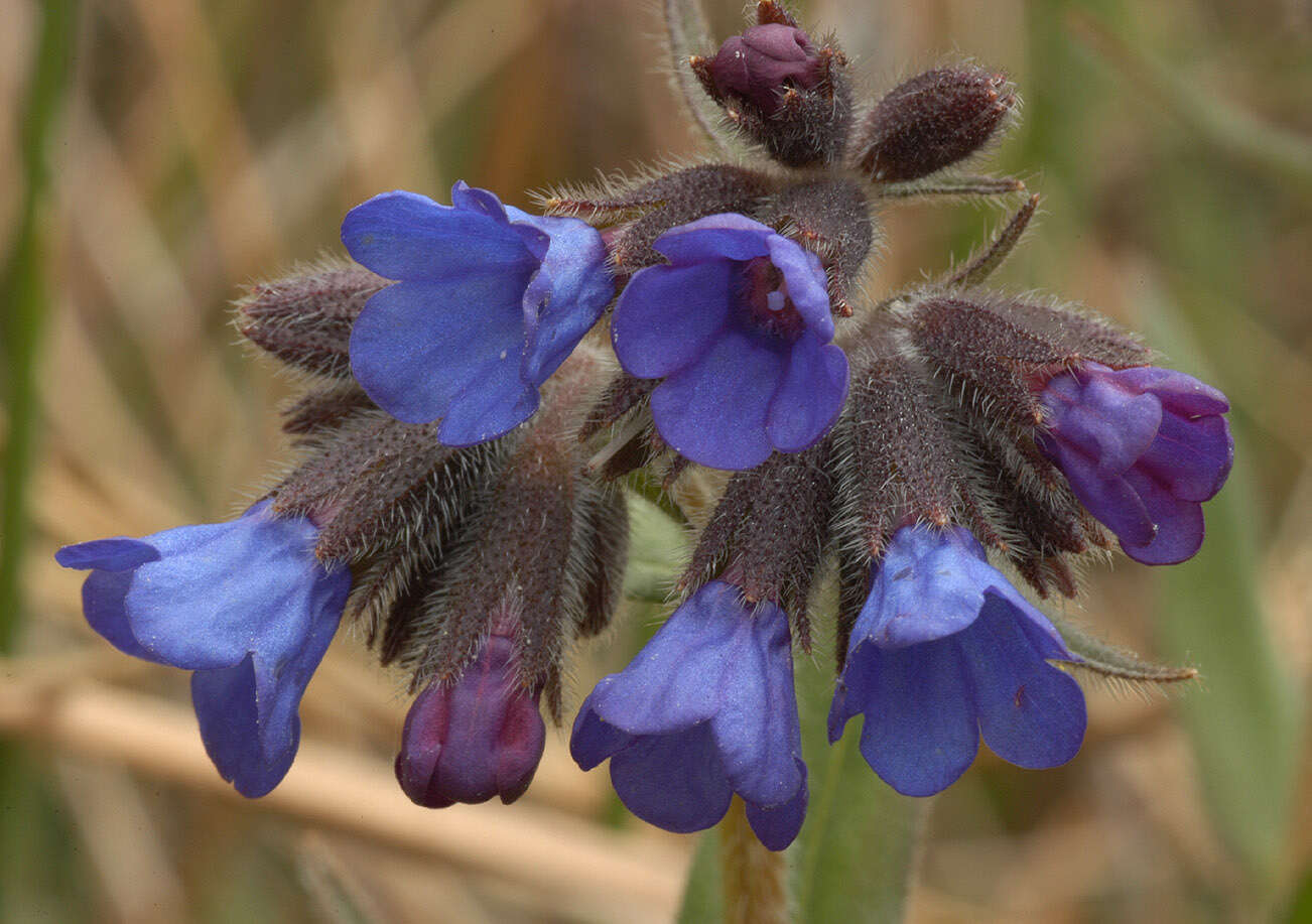 Image of Pulmonaria longifolia (Bast.) Boreau