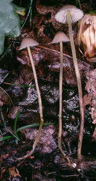 Image of Mycena epipterygia (Scop.) Gray 1821