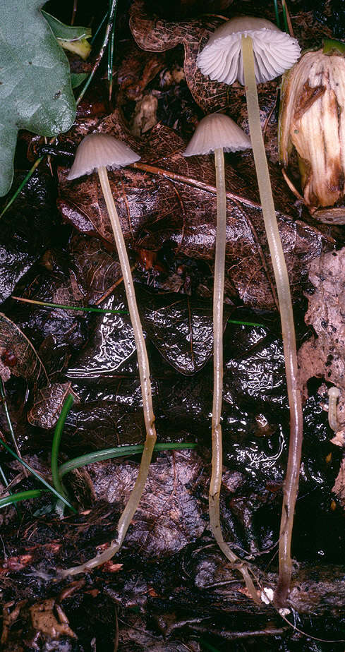 Слика од Mycena epipterygia (Scop.) Gray 1821