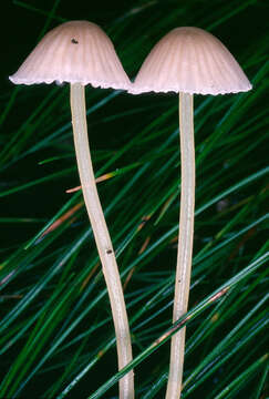 Слика од Mycena epipterygia (Scop.) Gray 1821