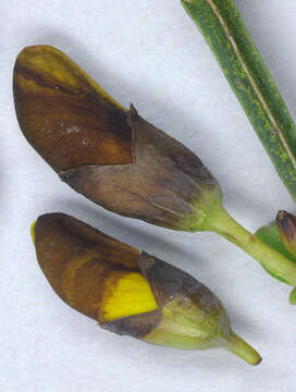 Image of Scotch broom