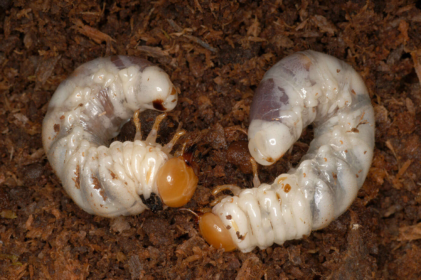 Image of Dorcus parallelipipedus (Linnaeus 1758)