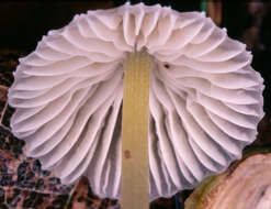 Слика од Mycena epipterygia (Scop.) Gray 1821