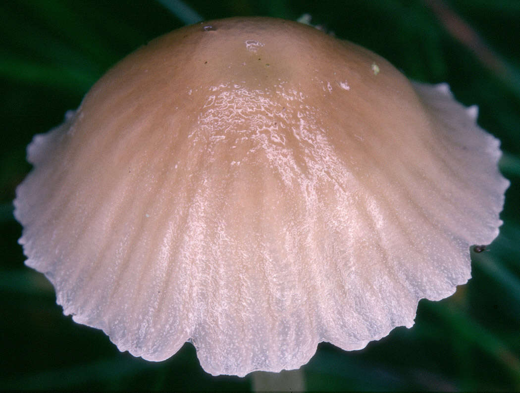 Image of Mycena epipterygia (Scop.) Gray 1821