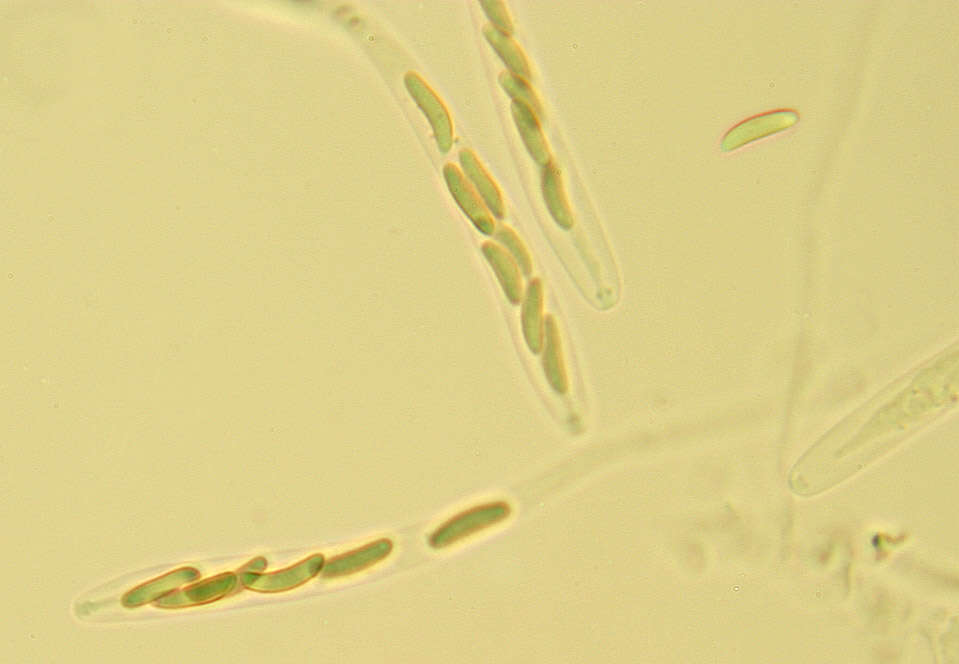 Eutypella quaternata (Pers.) Rappaz 1987 resmi