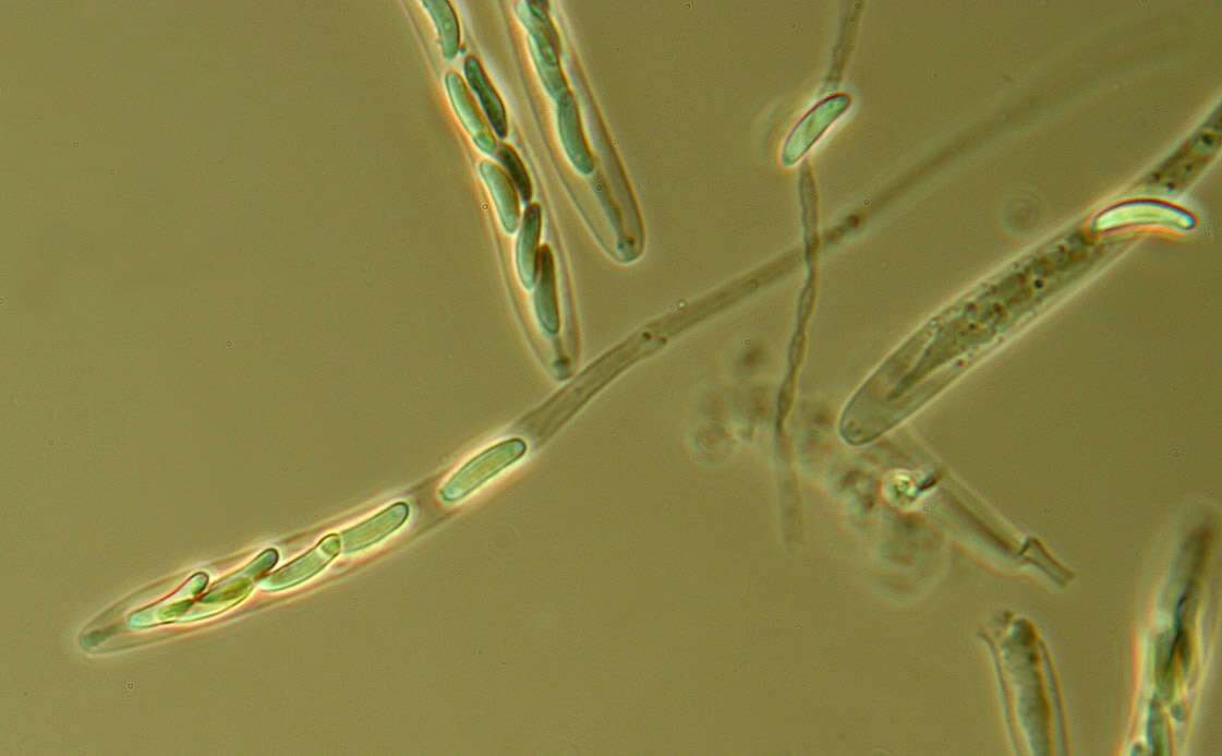 Eutypella quaternata (Pers.) Rappaz 1987 resmi