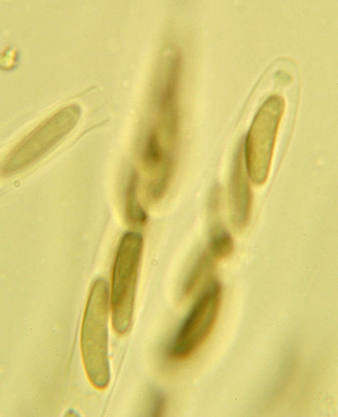 Image of Eutypella quaternata (Pers.) Rappaz 1987