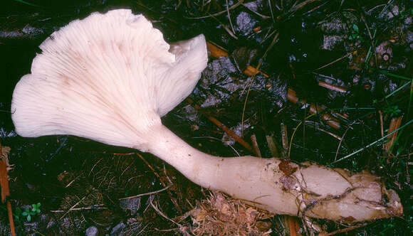 Image of Ampulloclitocybe