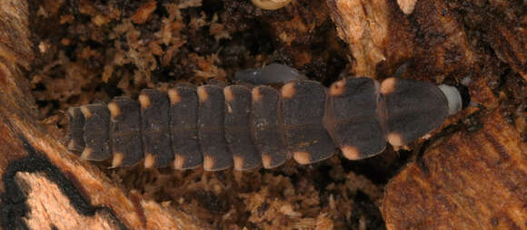 Image of common glow-worm