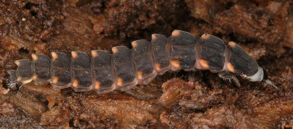 Image of common glow-worm