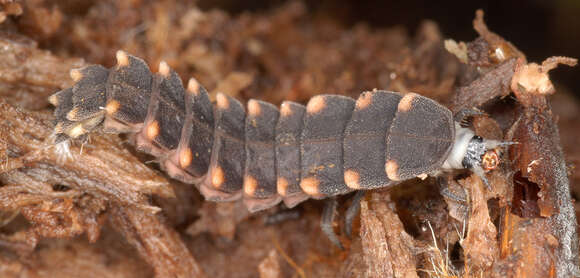 Image of common glow-worm