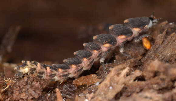 Image of common glow-worm