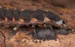 Image of common glow-worm