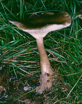 Image of Ampulloclitocybe