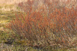 Image of Bog-myrtle