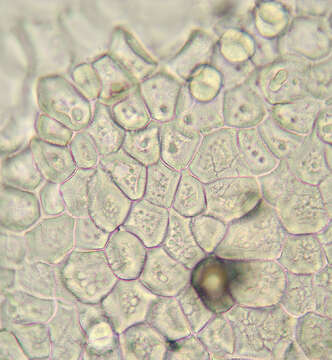 Image of Ochropsora