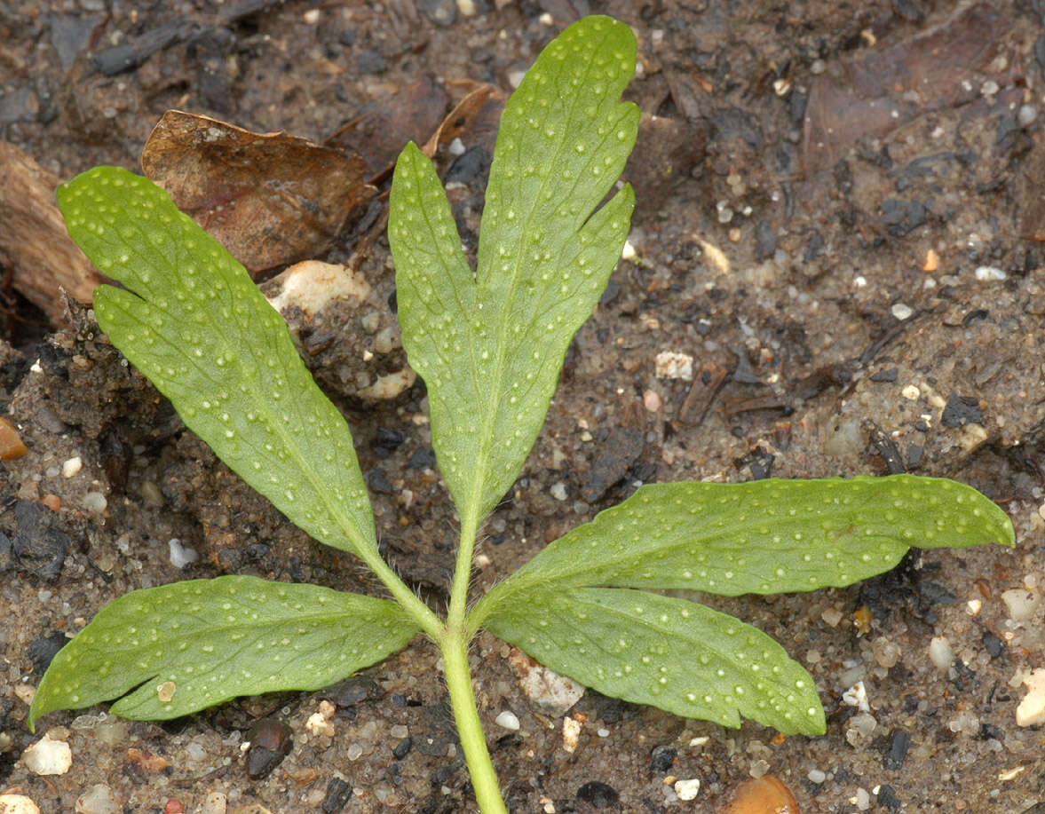 Image of Ochropsora