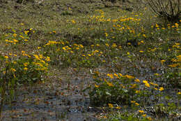 Image of Marsh-marigold