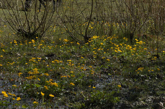 Image of Marsh-marigold