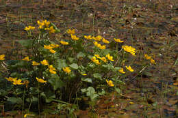 Image of Marsh-marigold