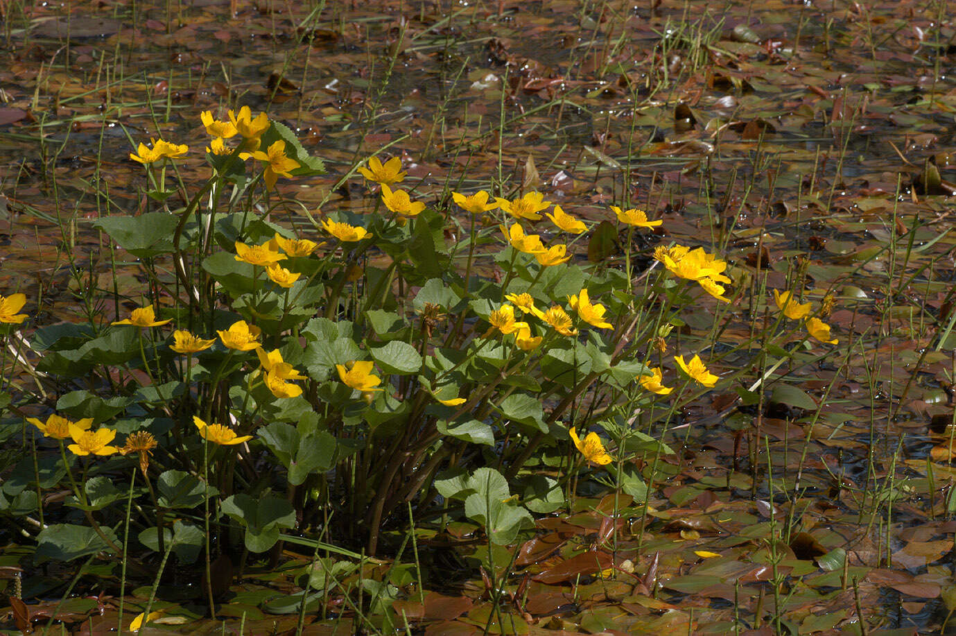 Image of Marsh-marigold