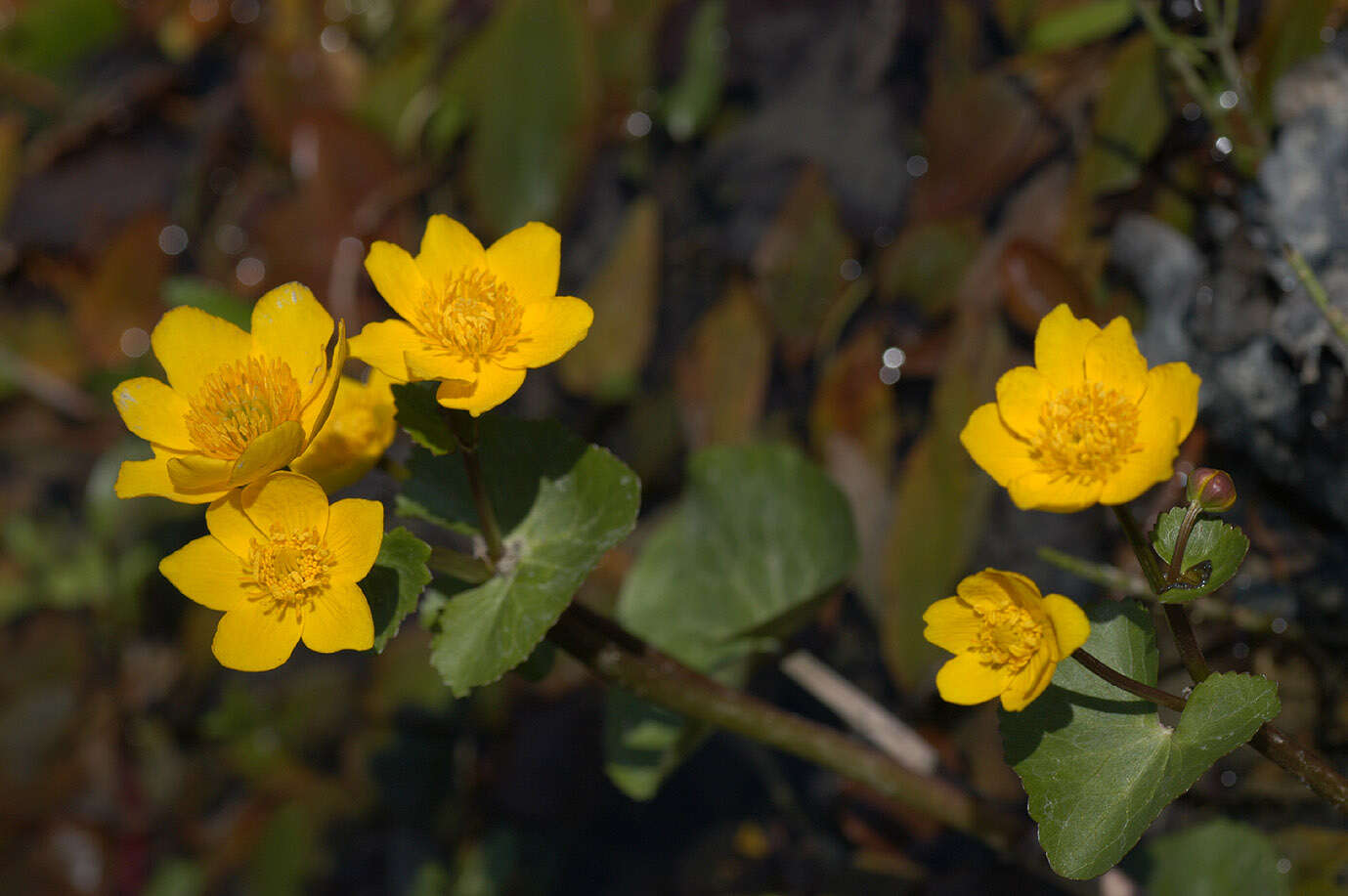 Image of Marsh-marigold