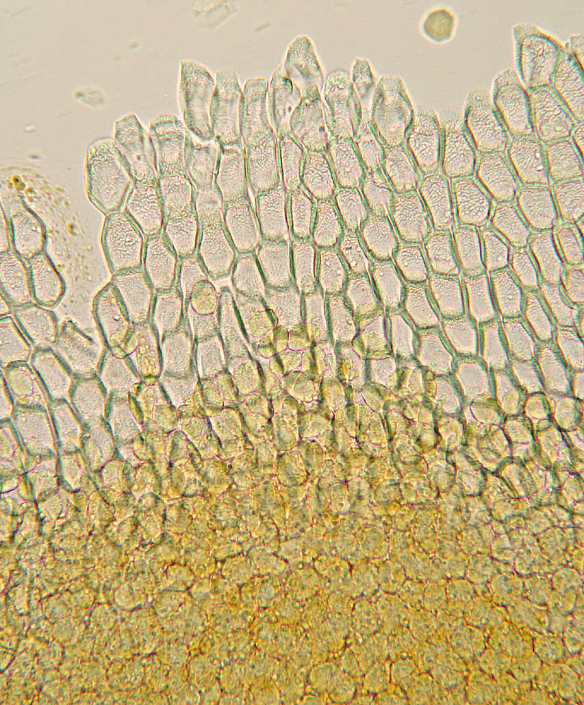 Puccinia albescens Grev. 1889的圖片